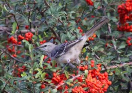 Photo of the Week: Animals Don't Observe Daylight Savings Time Image